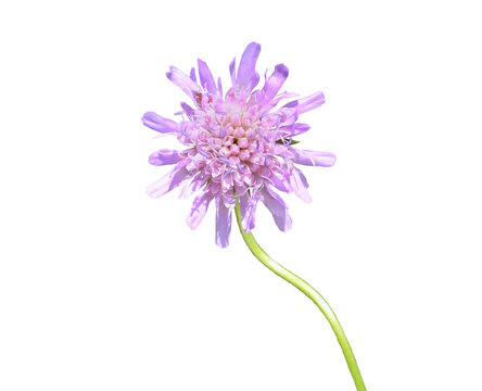 Wildflower scabious (Scabiosa lachnophylla)