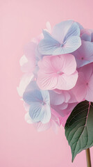 Closeup copy space head hydrangea half on side bottom, pastel solid pink bacground, hyper realistic