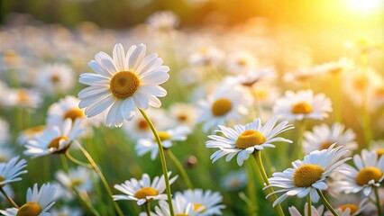 White chamomile flowers blooming in blurred field landscape background with leading lines