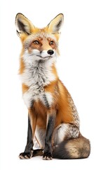 Fototapeta premium fox isolated on white background