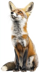 Obraz premium fox isolated on white background