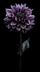 Dahlia, chrysanthemum, black background, portrait, beautiful, purple, withering, blooming, pollen.