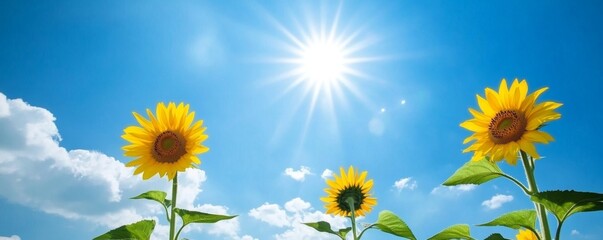 Golden Fields of Positivity: Sunflower Meadow Radiating Monday Inspiration under a Clear Blue Sky
