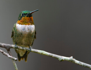 Ruby Throated Hummingbird