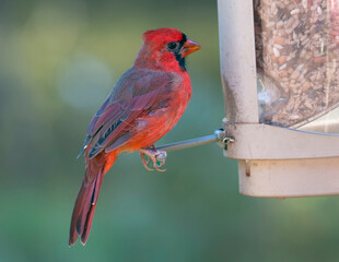 Male Cardinal Perched