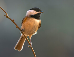 chickadee Perched On a Branch.