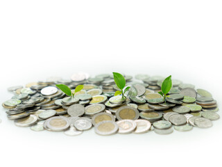 Coins and saplings of trees isolate on white background.