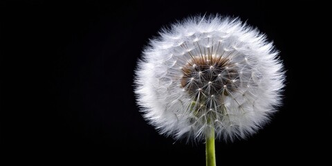 White dandelion flower on black background