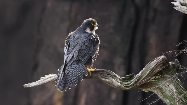 Peregrine falcon on a tree branch