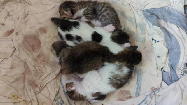 Cute new born Indonesia domestic kitten, The kitten hasn't opened its eyes yet. sleeping on boxx with white cloth, Kitten just born 3 day.