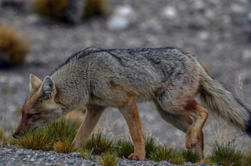 paisajes de la patagonia