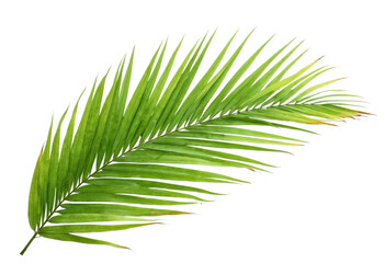 Obraz premium palm leaf isolated on white