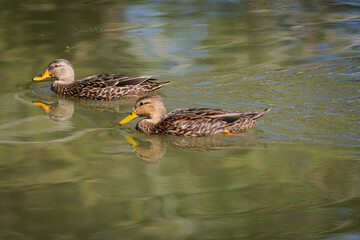 Ducklings on a pond