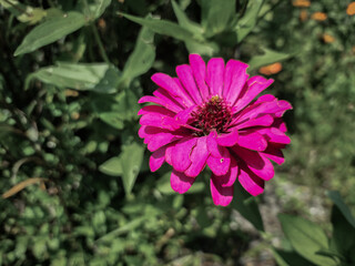 Obraz premium The pink marigold is a brightly colored flower that is popular in gardens.