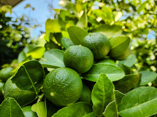 Green fresh lime is a small round fruit with a green outer skin color.