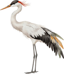 Obraz premium Watercolor High Detail Realistic Crane