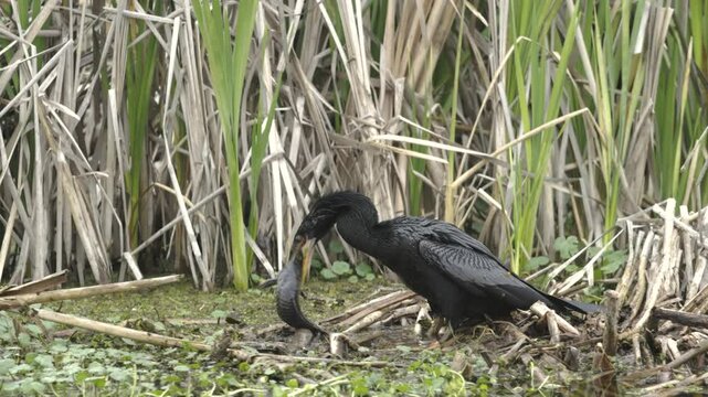 Great blue heron trying to steal a fish from an anhinga
