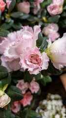 Pink Roses in a Garden