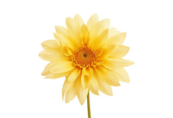 Naklejka premium yellow flower isolated on white