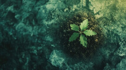 Green Plant Growing on Rocky Surface