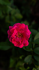 Pink Rose Flower