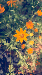 Orange Flower