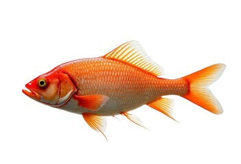 Obraz premium goldfish isolated on white