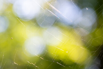 公園の木々の間に張った蜘蛛の巣のクローズアップ
