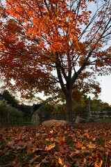 Golden autumn leaves blanket the ground beneath a vibrant maple tree, capturing the warm glow of...