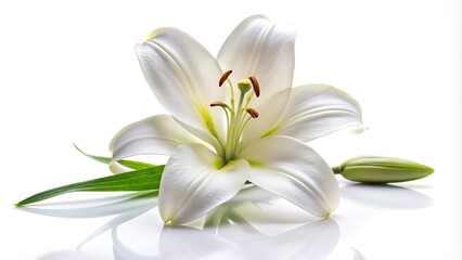 Naklejka premium White lily flower isolated on white background with shallow depth of field