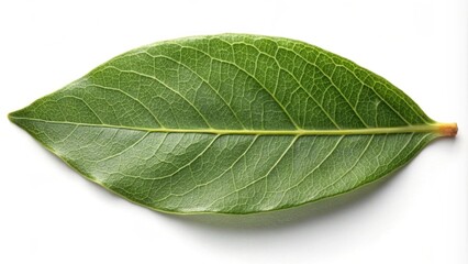 Obraz premium Elongated oval bay leaf with wavy edge and deep green color, herb, spice, cooking, culinary, food, seasoning, ingredient