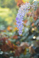 purple wreath with colorful leaves background