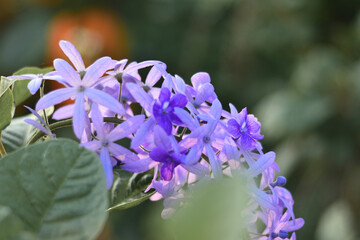 close up of a blue flower