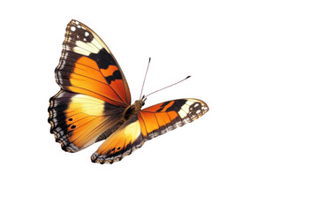 Orange and Black Butterfly with White Spots