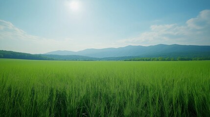 Fototapeta premium nice landscape theme of field