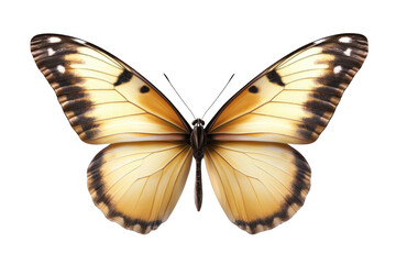 Fototapeta premium Closeup of a Yellow Butterfly with Black and White Patterns