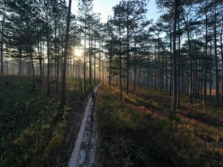 Sunny trail under many years old pine trees