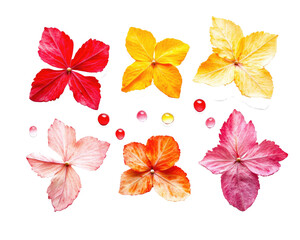petals of rose and droplets  on transparent background