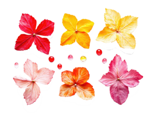 petals of rose and droplets  on transparent background
