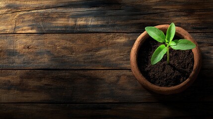 Naklejka premium Green Sprout in Clay Pot on Rustic Wood Surface