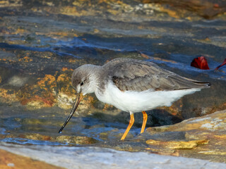 Terek Sandpiper (Xenus cinereus) in Australia