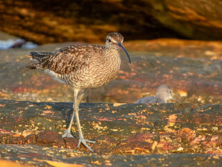 Whimbrel (Numenius phaeopus) in Australia