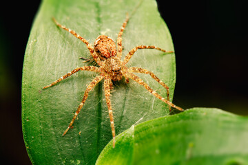 Philodromidae, also known as philodromid crab spiders and running crab spiders, is a family of araneomorph spiders.