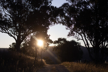 Sunrise in the trees on rural property 