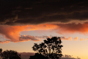 Obraz premium vivid, warm sunset with a tree