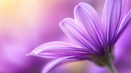 Fototapeta premium Purple Tuesday concept,close-up of a vibrant purple flower showcases its delicate petals,capturing essence of spring with gentle light highlighting its beauty,copy space