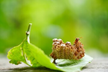 Close up on Paper Wasp (Ropalidia marginata) and nest on green leaves in the morning light. Wildlife and nature background. Macro photography. Animal wallpaper.