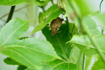 Close up on Paper Wasp (Ropalidia marginata) and nest on green leaves in the morning light. Wildlife and nature background. Macro photography. Animal wallpaper.