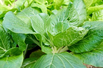 Side view of Milky Dwarf Pak Choi or Canton Pak Choi in plant plot with morning light. Fresh homegrown, organic vegetables, raw food. Plant plot in urban farming. Nature background.