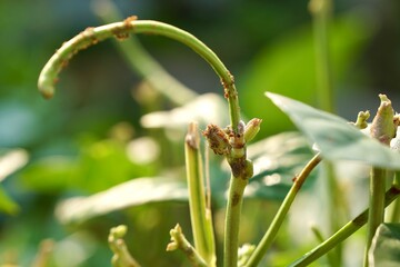 Group of Aphids (Insect pests, Host plants, Natural enemies) on young or flower of string bean, yard long bean, cow pea in morning light with copy space. Organic food, vegetables gardening.